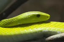 Schlange, 08.01.2008 M�nchen