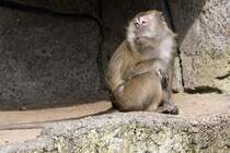 Javaneraffe, 09.03.2008 Basel