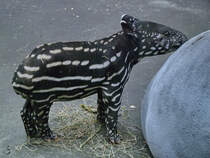 Ein junger Schabrackentapir im Zoo Dortmund. (Januar 2010)