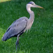 Ein Graureiher im Zoo Dortmund. (September 2008)