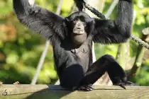 Eine Siamang im Zoo Dortmund. (September 2008)