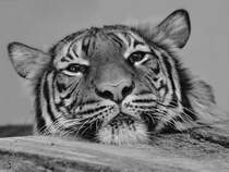 Aug´ in Aug´ mit einem Malaiischen Tiger. (Januar 2010)