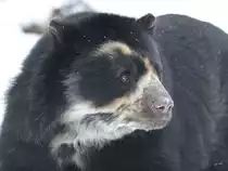 Ein Brillenb�r im Zoo Dortmund. (Januar 2010)