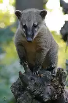 Ein Nasenb�r im Zoo Dortmund. (November 2005)