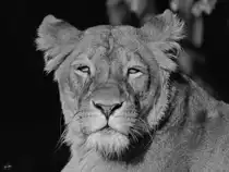 Eine Berberl�win im Zoo Dortmund. (Oktober 2008)
