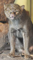 Ein Jaguarundi im Zoo Dortmund. (Februar 2010)