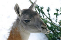 Ein Guanako im Zoo Dortmund. (Januar 2010)