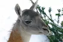 Ein Guanako im Zoo Dortmund. (Januar 2010)