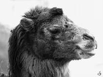 Ein Trampeltier im Zoo Dortmund. (November 2009)