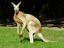 
Ein stliches Graues Riesenknguru im Zoo Dortmund. (September 2008)