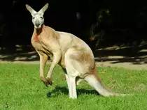 
Ein �stliches Graues Riesenk�nguru im Zoo Dortmund. (September 2008)