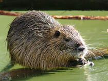 Ein Sumpfbiber im Zoo Dortmund. (Mrz 2009)