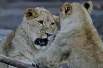 Junge Berberl�wen im Zoo Dortmund. (November 2009)