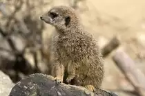 Erdm�nnchen, 09.03.2008 Basel