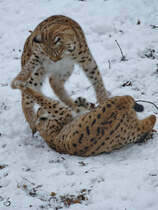 Karpatenluchse beim Herumbalgen im Zoo Dortmund. (Januar 2010)