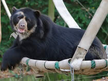 Ein Brillenbr im Zoo Dortmund. (September 2009)