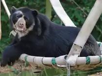 Ein Brillenb�r im Zoo Dortmund. (September 2009)