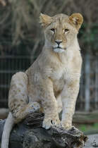Ein junger Berberlwe im Zoo Dortmund. (November 2009)