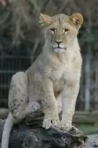 Ein junger Berberl�we im Zoo Dortmund. (November 2009)
