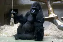 Gorilla, 09.03.2008 Basel