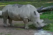 Ein S�dliches Breitmaulnashorn im Zoo Dortmund. (September 2008)