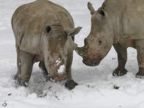 Kampf der Sdlichen Breitmaulnashrner im Zoo Dortmund. (Januar 2010)