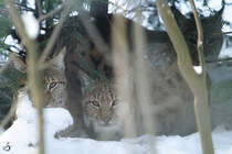 Karpatenluchse in ihrem Versteck. (Zoo Dortmund, Januar 2010)