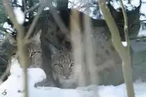 Karpatenluchse in ihrem Versteck. (Zoo Dortmund, Januar 2010)
