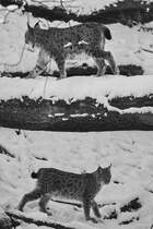 Karpatenluchse auf dem Catwalk. (Zoo Dortmund, Januar 2010)