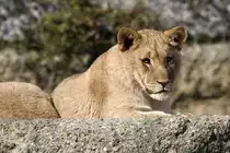 L�we, 09.03.2008 Basel