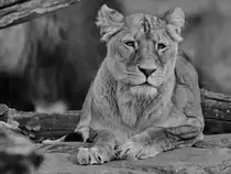 Eine Berberl�win im Zoo Dortmund. (November 2009)