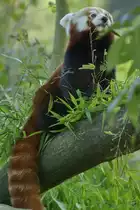 Ein Roter Panda beim Naschen. (Zoo Dortmund, Oktober 2008)