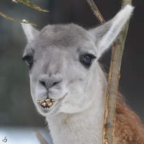 Ein Guanako im Zoo Dortmund. (Februar 2010)