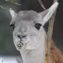 Ein Guanako im Zoo Dortmund. (Februar 2010)