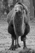 Ein Trampeltier im Zoo Dortmund. (November 2005) 