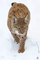 Ein Karpatenluchs patrouilliert sein Revier. (Zoo Dortmund, Februar 2010)