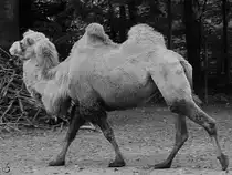Ein Trampeltier im Zoo Dortmund. (Oktober 2008)