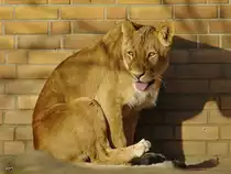 Eine Berberl�win im Zoo Dortmund. (November 2009)