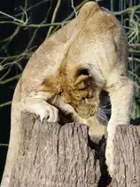 Ein neugieriger Berberl�we im Zoo Dortmund. (November 2009)