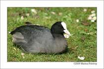 Blsshuhn (Fulica atra) - Fotografiert im Kaisergarten Oberhausen