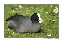 Bl�sshuhn (Fulica atra) - Fotografiert im Kaisergarten Oberhausen