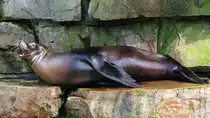 Ein Seel�we im Zoo Dortmund. (M�rz 2009)