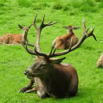 HIRSCHBULLE MIT PRACHTGEWEIH BEI DER MITTAGSPAUSE
Ein prachtvoll verzweigtes Geweih weist dieser Hirschbulle auf,den ich mit zwei seiner ladies bei der
Mittagspause am 1.9.2017 im Wildpark DILLENBURG-DONSBACH fotografieren konnte....
Mit dieser  Ausr�stung  d�rfte sein Rang als PLATZHIRSCH wohl gesichert sein.....