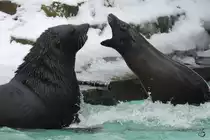 Streitende Seeb�ren im Zoo Dortmund. (Februar 2010)