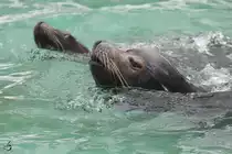 Seel�wen im Zoo Dortmund. (Februar 2010)