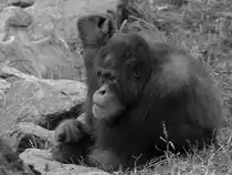 Ein Sumatra-Orang-Utan im Zoo Dortmund. (September 2008)