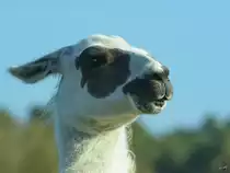 Ein Lama im Portrait. (Zoo Safaripark Stukenbrock, Oktober 2014) 