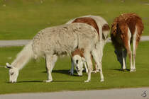 Guanako´s im Zoo Safaripark Stukenbrock. (Oktober 2014)
