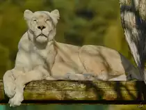 Eine divenhafte wei�e Transvaal-L�win im Zoo Safaripark Stukenbrock. (Oktober 2014)