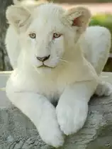 Ein kleiner wei�er Transvaal-L�we im Zoo Safaripark Stukenbrock. (Oktober 2014)